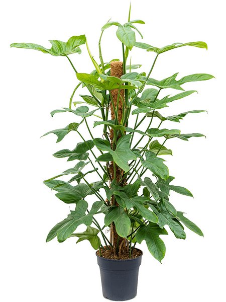 Philodendron bipennifolium 'Silver Violin', Moosstab 120, im 24cm Topf, H�he 120cm, Breite 55cm