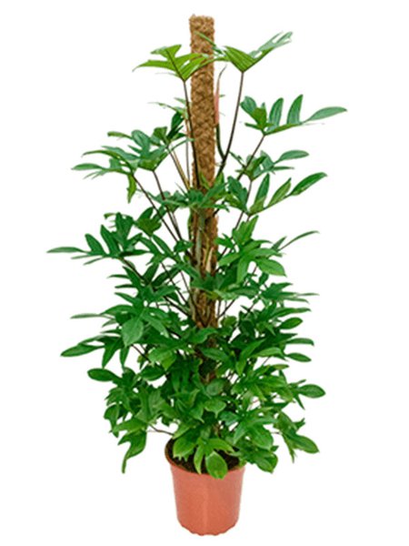 Philodendron pedatum, Moosstab 150, im 27cm Topf, H�he 150cm, Breite 60cm