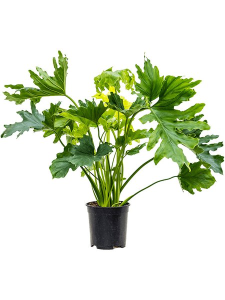 Philodendron selloum, Busch, im 19cm Topf, H�he 85cm, Breite 70cm