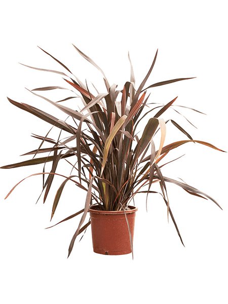 Phormium tenax 'Bronze Tower', Busch, im 25cm Topf, H�he 110cm, Breite 100cm