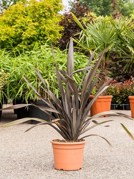 Phormium tenax 'Purpureum', Busch, im 28cm Topf, H�he 100cm, Breite 80cm