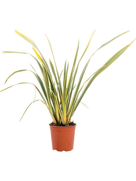 Phormium tenax 'Variegatum, Busch, im 24cm Topf, H�he 80cm, Breite 65cm
