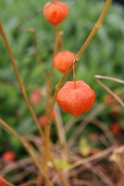 Alkekengi officinarum (syn. Physalis alkekengi variet�t franchetii) 'Gigantea'
