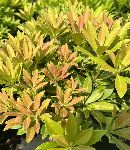 Japanische Lavendelheide 'Sarabande'