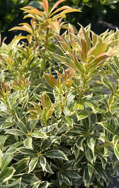 Japanische Lavendelheide 'Variegata'