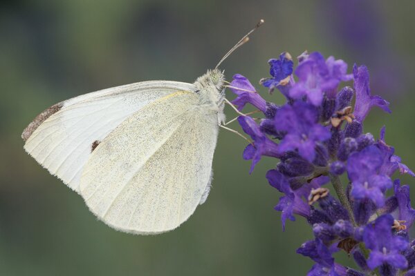Pieris brassicae, grande pi&eacute;ride du chou, papillon sur la lavande