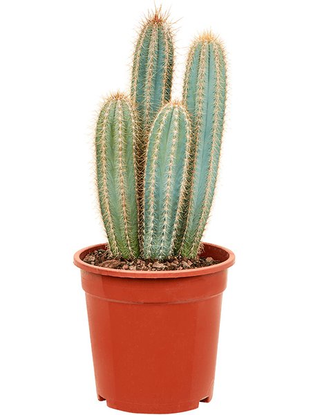 Pilosocereus odilensis, Verzweigt, im 21cm Topf, H�he 40cm, Breite 25cm