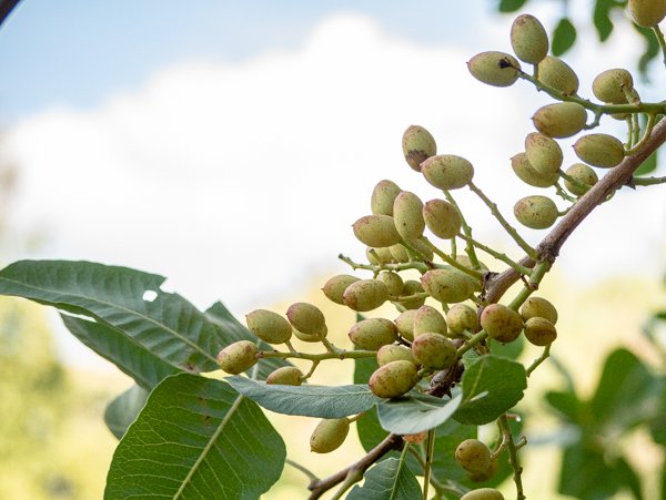 Pistachier