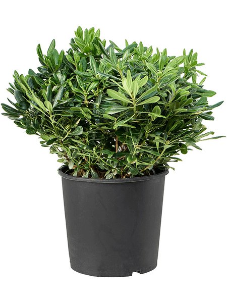 Pittosporum tobira, Busch, im 35cm Topf, H�he 90cm, Breite 50cm