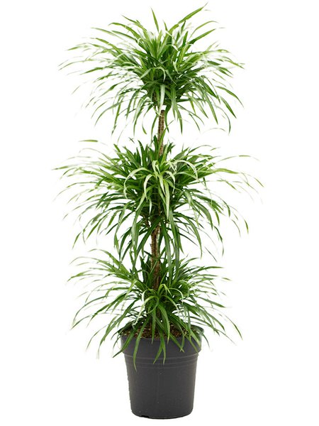 Pleomele (Dracaena) 'Anita', Stamm etage, im 24cm Topf, H�he 110cm, Breite 35cm