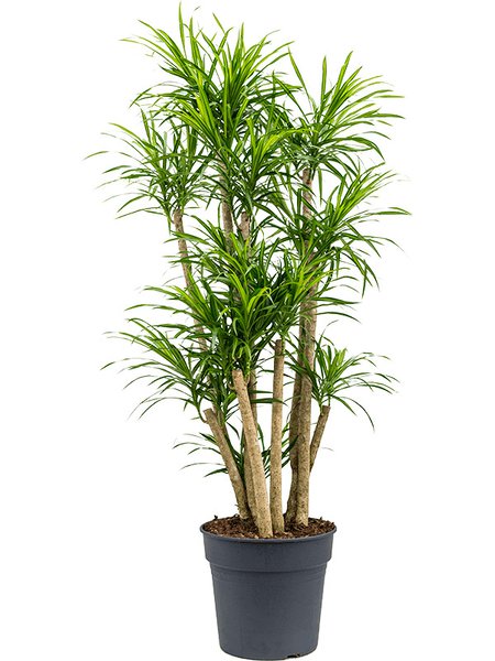 Pleomele (Dracaena) 'Anita Variegata', Verzweigt, im 30cm Topf, H�he 130cm, Breite 50cm