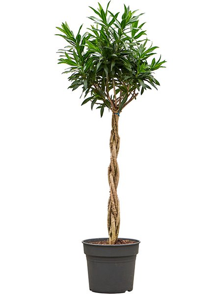 Pleomele (Dracaena) reflexa 'Song of Jamaica', Stamm geflochten, im 38cm Topf, H�he 170cm, Breite 70cm