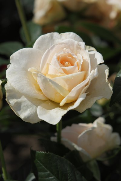 Planter et entretenir les rosiers &agrave; fleurs group&eacute;es, Guide de culture rosiers &agrave; fleurs group&eacute;es Pride and Prejudice Lubera