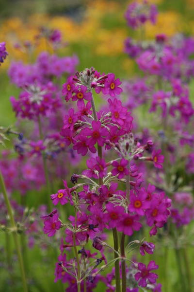 Primula bulleyana�subsp.�beesiana