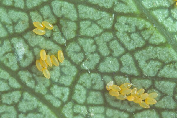 Les pucerons du poirier, Psylla Cacopsylla pyri, effectuent le ponte des oeufs en &eacute;t&eacute; sur le feuillage