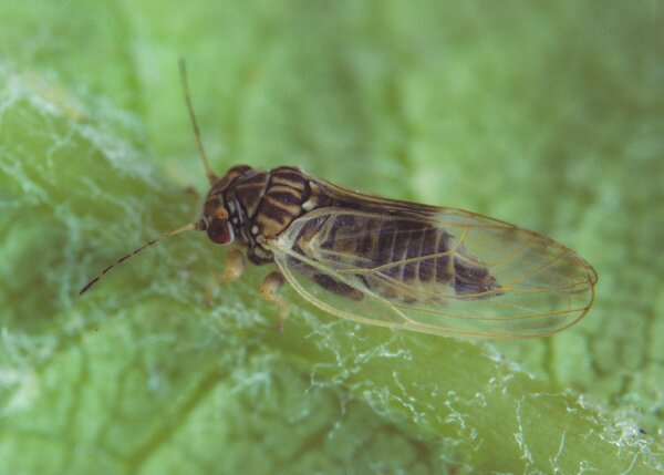 Psylla du poirier, Cacopsylla pyri, forme estivale, adulte