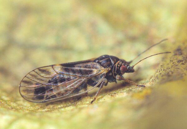 Psylla du poirier, Cacopsylla pyri, forme hivernale, adulte