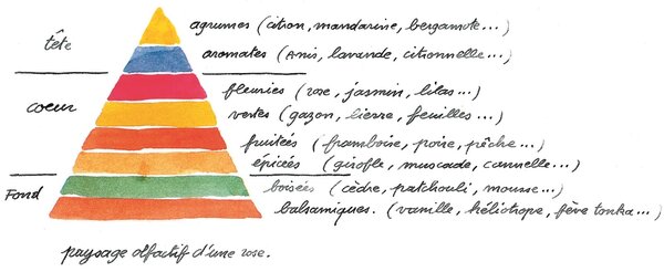 Pyramide olfactive, Roses parfum&eacute;es