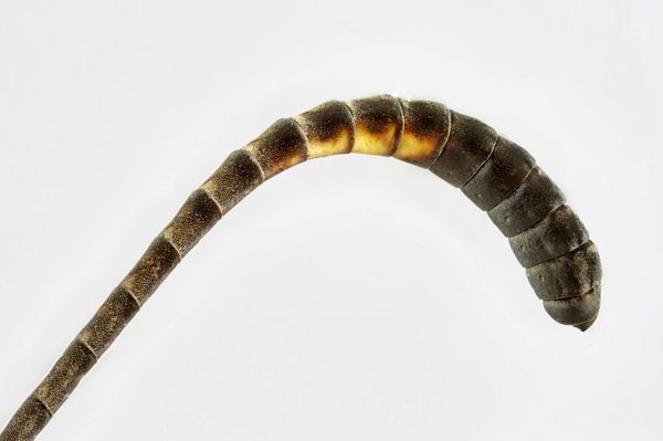 Chenille nymphos�e de l’aurore