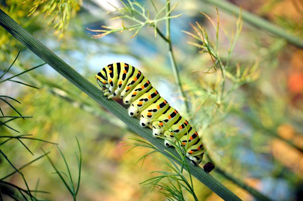 La chenille du machaon est d’une beaut� exceptionnelle