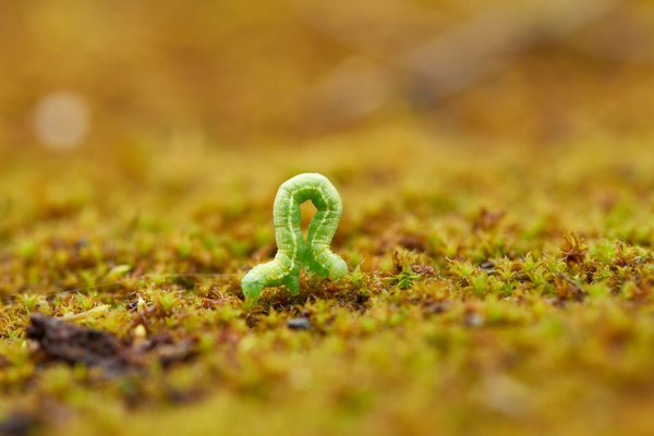 Chenille arpenteuse