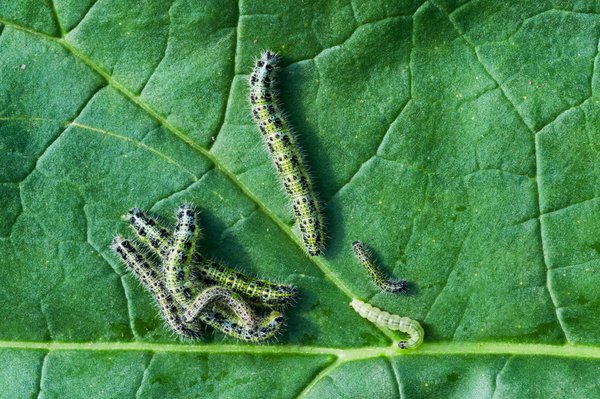 Chenilles vertes