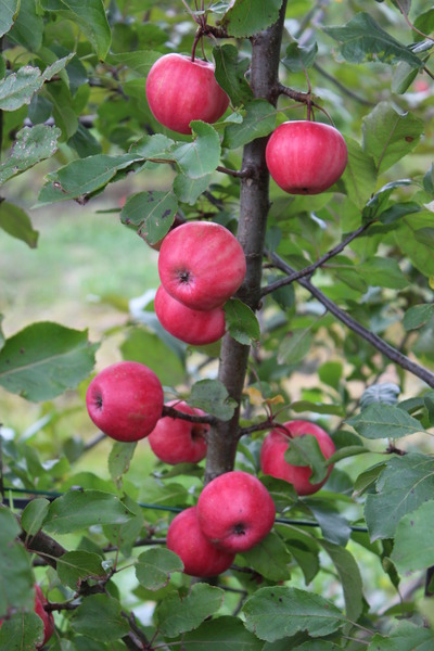 Apfel Redlove Lollipop, Fr�chte am Baum, Lubera