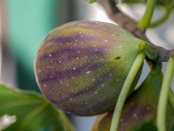 Figues m&ucirc;res