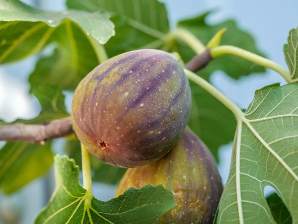 Figues m&ucirc;res