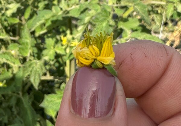 Tomate Voyage, tomate des voyageurs, &eacute;tamines, fleur