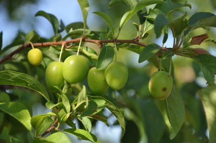 Fruit