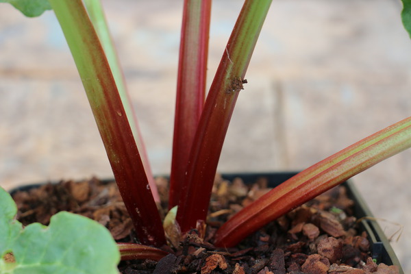 R&eacute;colter la rhubarbe Livingstone Lubera