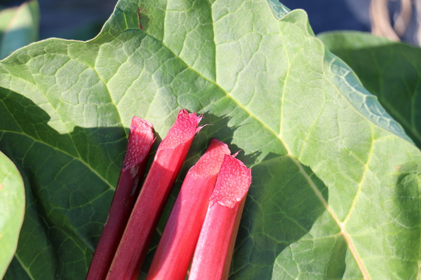 Rhubarbe Fruit ou L&eacute;gume Siruparber Canada Red Lubera