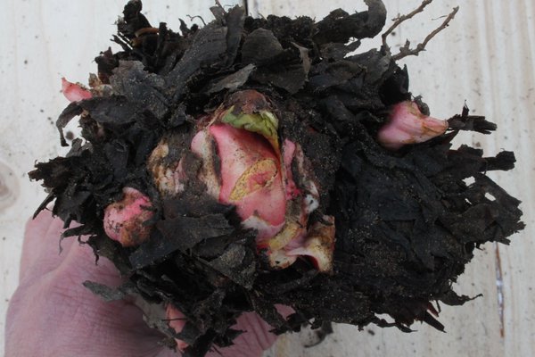 Diviser la rhubarbe Lubera