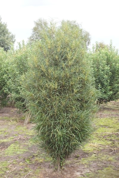 Rhamnus frangula 'Fine Line', Faulbaum, Hinrichs, XXL Pflanzen