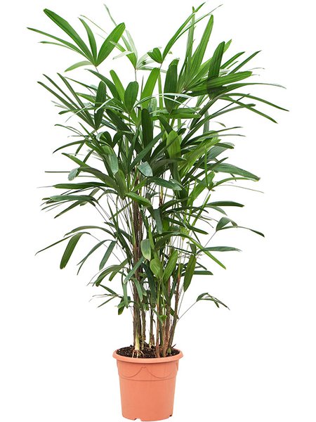 Rhapis excelsa, Tuff, im 24cm Topf, H�he 150cm, Breite 50cm