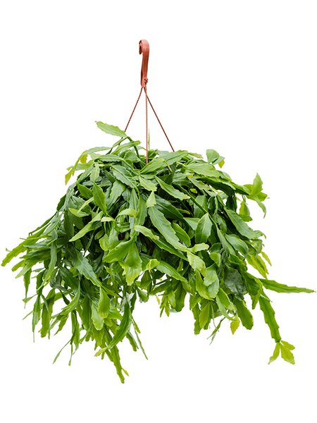 Rhipsalis crispata, Ampel, im 21cm Topf, H�he 70cm, Breite 40cm