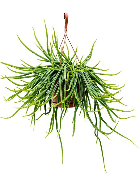 Rhipsalis wercklei, Ampel, im 21cm Topf, H�he 70cm, Breite 40cm