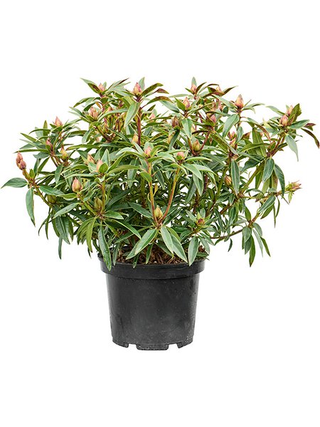 Rhododendron 'Cosmopolitan', Busch, im 24cm Topf, H�he 50cm, Breite 60cm