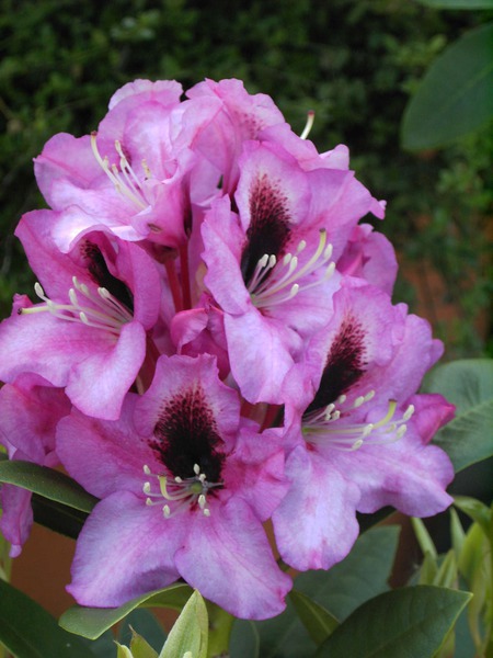 Rhododendron Hybride 'Kokardia'�