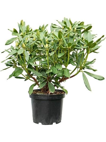 Rhododendron 'Madame Masson', Busch, im 24cm Topf, H�he 50cm, Breite 60cm