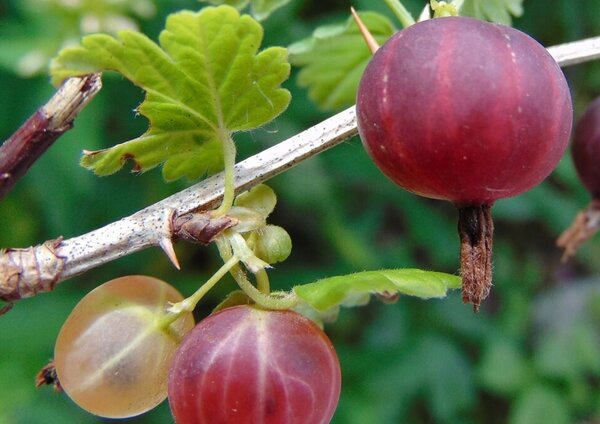 Ribes hirtellum, groseille &agrave; maquereau am&eacute;ricaine