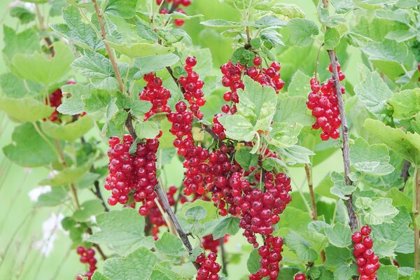 Grosseilles &agrave; grappes rouges, Ribest Sonette, Ribes rubrum