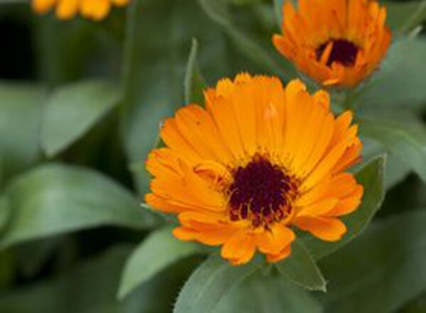 Calendula officinalis orange