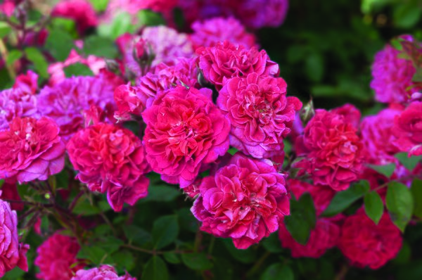 Rosier Crimson Winterjewel, tailler des rosiers nains