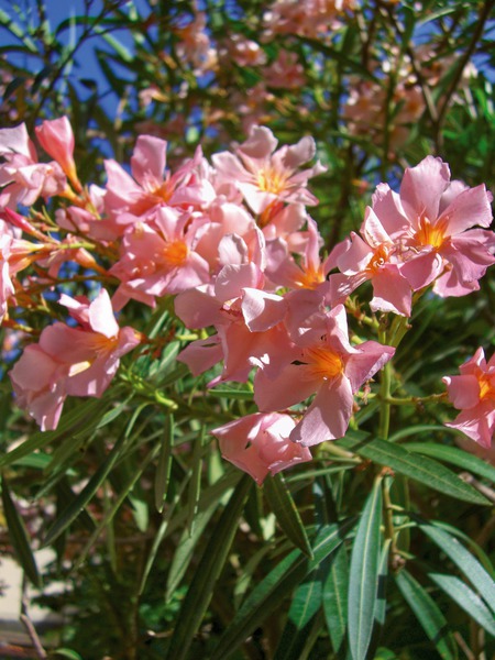 Rosa Oleander Bl�ten