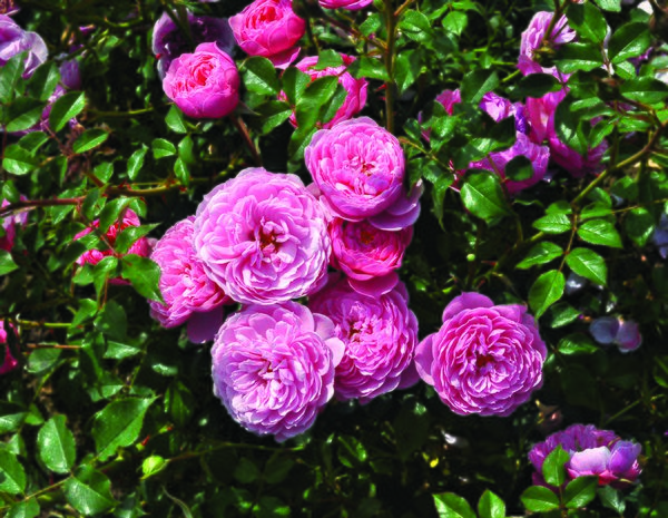 Rosier &laquo;&nbsp;Punch Pixie&nbsp;&raquo;, planter des rosiers nains