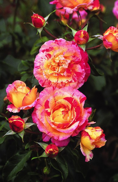 Planter et entretenir les rosiers &agrave; fleurs group&eacute;es, Guide de culture rosier Camille Pissaro Lubera
