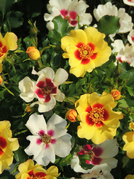 offene, cremefarbene Bl�ten  � Hortival Diffusion 