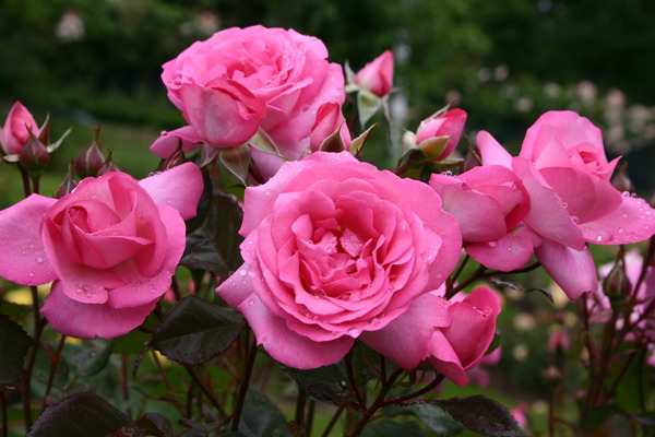 Rose Eliza, r&eacute;sistante &agrave; l'oidium et mildiou